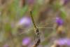 Sympetrum fonscolombii
